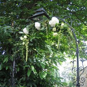 fwthumbWhite hydrangea & trailing amaranthus.jpg